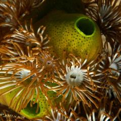 WAOW liveaboard et bateau de croisière plongée, plonger Indonesie Ile d’ALOR paradis du photograph sous-marin pour macro photo Creatures rares, corail et récifs - acides