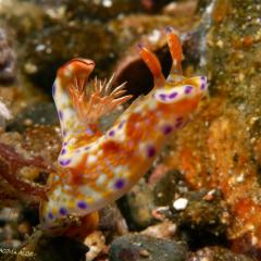 WAOW liveaboard et bateau de croisière plongée, plonger Indonesie Ile d’ALOR paradis du photograph sous-marin pour macro photo Creatures rares, corail et récifs - Nudibranche