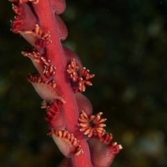WAOW liveaboard et bateau de croisière plongée, plonger Indonesie Ile d’ALOR paradis du photograph sous-marin pour macro photo Creatures rares, corail et récifs - anémones coloniales