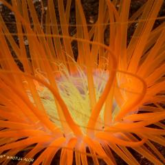 WAOW liveaboard et bateau de croisière plongée, plonger Indonesie Ile d’ALOR paradis du photograph sous-marin pour macro photo Creatures rares, corail et récifs - Vers tubulaire - anémone