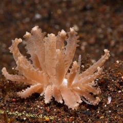 WAOW liveaboard et bateau de croisière plongée, plonger Indonesie Ile d’ALOR paradis du photograph sous-marin pour macro photo Creatures rares, corail et récifs - nudibranche