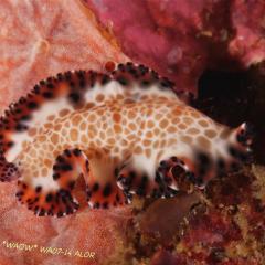 WAOW liveaboard et bateau de croisière plongée, plonger Indonesie Ile d’ALOR paradis du photograph sous-marin pour macro photo Creatures rares, corail et récifs - vers plat - flat-wurm