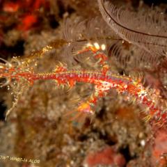 WAOW liveaboard et bateau de croisière plongée, plonger Indonesie Ile d’ALOR paradis du photograph sous-marin pour macro photo Creatures rares, corail et récifs - ghost pipefish