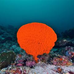 WAOW liveaboard et bateau de croisière plongée, plonger Indonesie Ile d’ALOR paradis du photograph sous-marin pour macro photo Creatures rares, corail et récifs - hardcoral