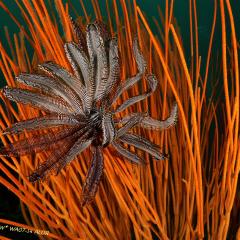 WAOW liveaboard et bateau de croisière plongée, plonger Indonesie Ile d’ALOR paradis du photograph sous-marin pour macro photo Creatures rares, corail et récifs - crinoïde - featherstar