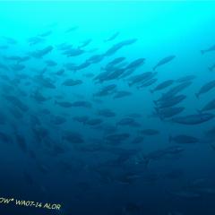 WAOW liveaboard cruising and sailing for scuba diving in Indonesia ALOR - Muck diving Macrophotography Critters and reefs - schooling fish
