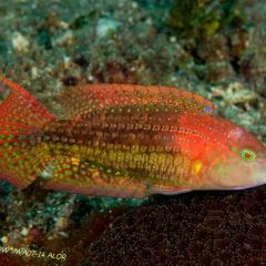 WAOW liveaboard cruising and sailing for scuba diving in Indonesia ALOR - Muck diving Macrophotography Critters and reefs - reef-fish