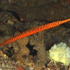 WAOW liveaboard cruising and sailing for scuba diving in Indonesia ALOR - Muck diving Macrophotography Critters and reefs - pipefish 