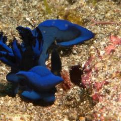 WAOW liveaboard cruising and sailing for scuba diving in Indonesia ALOR - Muck diving Macrophotography Critters and reefs - nudibranch