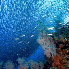WAOW liveaboard sailing for diving in Indonesia, Papua Barat Raja ampat, the 4 Kings, Misool, Penemu, Wayag, Dampier Strait, cape Kri,  Raja Ampat 