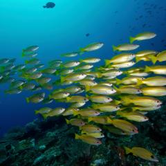 WAOW liveaboard sailing for diving in Indonesia, Papua Barat Raja ampat, the 4 Kings, Misool, Penemu, Wayag, Dampier Strait, cape Kri,  Raja Ampat 