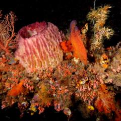 WAOW liveaboard sailing for diving in Indonesia, Papua Barat Raja ampat, the 4 Kings, Misool, Penemu, Wayag, Dampier Strait, cape Kri,  Raja Ampat 