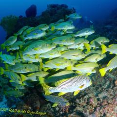 WAOW liveaboard sailing for diving in Indonesia, Papua Barat Raja ampat, the 4 Kings, Misool, Penemu, Wayag, Dampier Strait, cape Kri,  Raja Ampat 