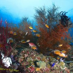 WAOW liveaboard sailing for diving in Indonesia, Papua Barat Raja ampat, the 4 Kings, Misool, Penemu, Wayag, Dampier Strait, cape Kri,  Raja Ampat 