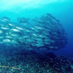 Diving WAOW liveaboard für Tauchsafari Moluccas Halmahera Schooling jack fish