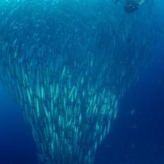 Diving WAOW liveaboard für Tauchsafari Moluccas Halmahera Barracuda Schwarm