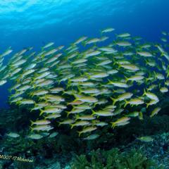 Diving WAOW bateau de croisière plongée Moluccas Halmahera banc de ludjons goatfish