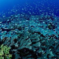 Diving WAOW bateau de croisière plongée Moluccas Halmahera corail dur & Anthias 