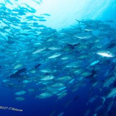 Diving WAOW bateau de croisière plongée Moluccas Halmahera banc de carengues