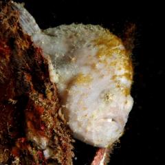 Diving WAOW bateau de croisière plongée Moluccas Halmahera Poisson crapeau Frog fish