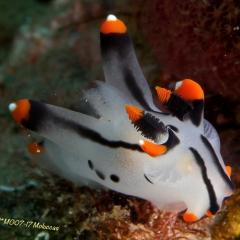 Diving WAOW bateau de croisière plongée Moluccas Halmahera Nudibranche Pokémon