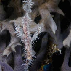 Diving WAOW liveaboard für Tauchsafari Moluccas Halmahera Ghost pipe fish