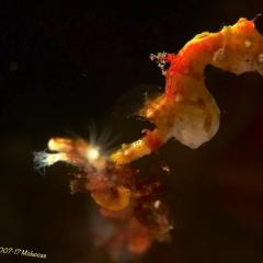 WAOW Liveaboard scuba diving Moluccas Halmahera Pontoh's pygmy seahorse