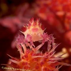 WAOW Liveaboard scuba diving Moluccas Halmahera  Candy crab