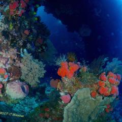 WAOW Liveaboard scuba diving Moluccas Ambon island Halmahera 