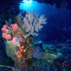 WAOW Liveaboard scuba diving Moluccas Halmahera  Ambon Island