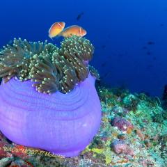 WAOW Liveaboard scuba diving Moluccas Halmahera  Ambon Island