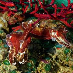 WAOW Liveaboard scuba diving Moluccas Halmahera  Ambon  cuttlefish