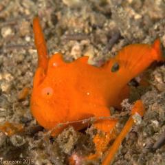 frogfish - photo taken during a scuba diving cruise onboard liveaboard WAOW in Indonesia Forgotten Islands