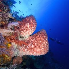 giant sponge  - photo taken during a scuba diving cruise onboard liveaboard WAOW in Indonesia Forgotten Islands