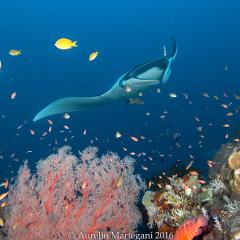 WAOW liveaboard sailing for diving in Indonesia, Papua Barat Raja ampat, the 4 Kings, Misool, Penemu, Wayag, Dampier Strait, cape Kri,  Raja Ampat 
