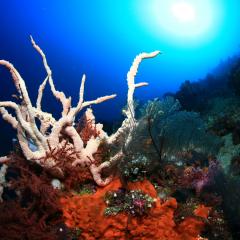 WAOW liveaboard cruising and sailing for scuba diving in Indonesia ALOR - Muck diving Macrophotography Critters and reefs - 