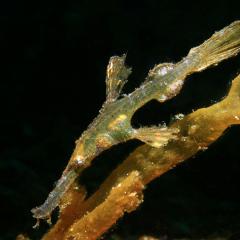 WAOW liveaboard cruising and sailing for scuba diving in Indonesia ALOR - Muck diving Macrophotography Critters and reefs - ghost pipefish - poisson phantome
