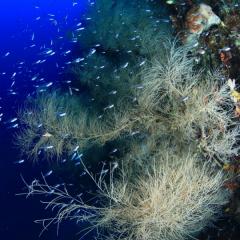 WAOW liveaboard cruising and sailing for scuba diving in Indonesia ALOR - Muck diving Macrophotography Critters and reefs - corail noir