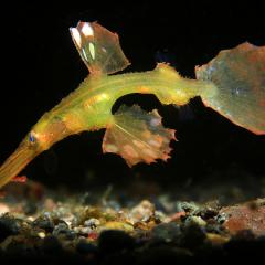 WAOW liveaboard cruising and sailing for scuba diving in Indonesia ALOR - Muck diving Macrophotography Critters and reefs - ghost pipefish - poisson phantome