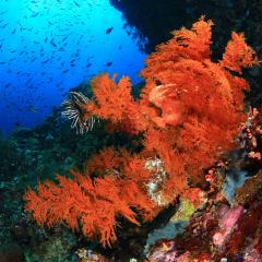 WAOW liveaboard cruising and sailing for scuba diving in Indonesia ALOR - Muck diving Macrophotography Critters and reefs - overhang and gorgone