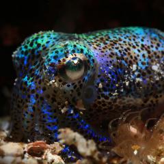 WAOW liveaboard cruising and sailing for scuba diving in Indonesia ALOR - Muck diving Macrophotography Critters and reefs - pigmy squid - sepia