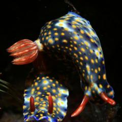 WAOW liveaboard cruising and sailing for scuba diving in Indonesia ALOR - Muck diving Macrophotography Critters and reefs - nudibranchs