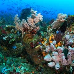 WAOW liveaboard cruising and sailing for scuba diving in Indonesia ALOR - Muck diving Macrophotography Critters and reefs - reef