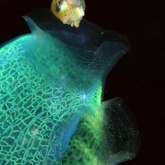 WAOW liveaboard cruising and sailing for scuba diving in Indonesia ALOR - Muck diving Macrophotography Critters and reefs - pigmy squid