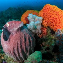 WAOW liveaboard sailing for diving in Indonesia, Papua Barat Raja ampat, the 4 Kings, Misool, Penemu, Wayag, Dampier Strait, cape Kri,  Raja Ampat 